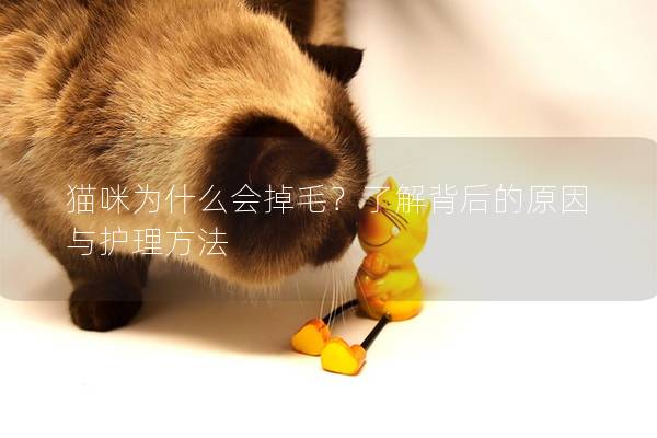 貓咪為什么會掉毛？了解背后的原因與護理方法