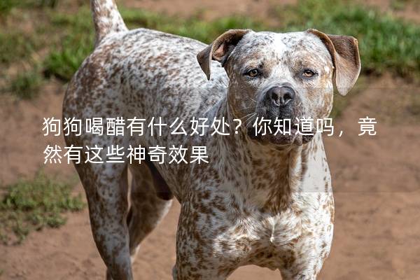 狗狗喝醋有什么好處？你知道嗎，竟然有這些神奇效果