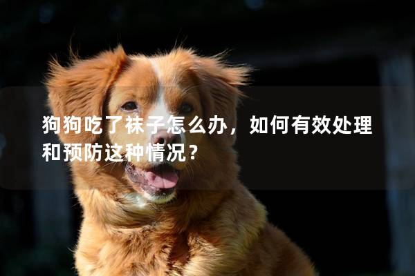狗狗吃了襪子怎么辦，如何有效處理和預防這種情況？