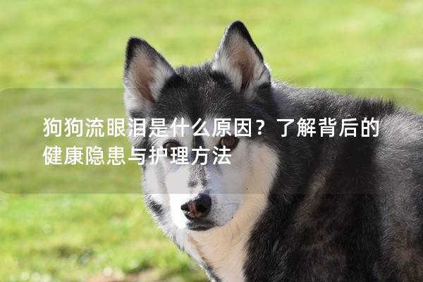 狗狗流眼淚是什么原因？了解背后的健康隱患與護(hù)理方法