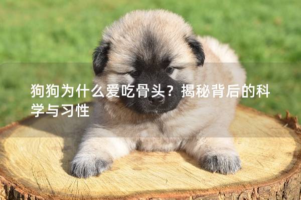 狗狗為什么愛(ài)吃骨頭？揭秘背后的科學(xué)與習(xí)性