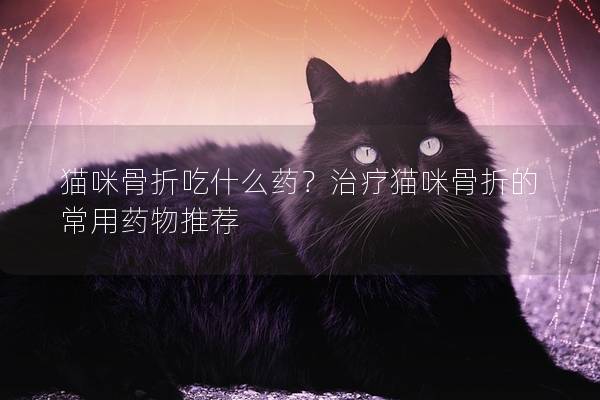 貓咪骨折吃什么藥?治療貓咪骨折的常用藥物推薦 貓咪骨折吃什么藥?治療貓咪骨折的常用藥物推薦