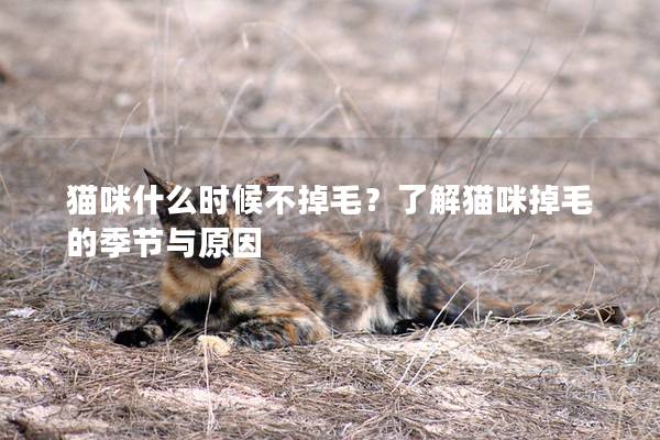 貓咪什么時候不掉毛？了解貓咪掉毛的季節與原因