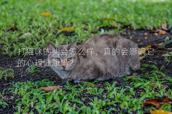 打貓咪的頭會怎么樣，真的會影響它的心理健康嗎？