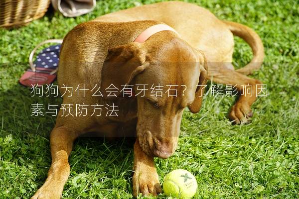 狗狗為什么會有牙結石？了解影響因素與預防方法