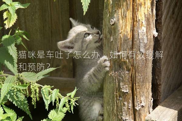 貓咪暈車吐了怎么辦，如何有效緩解和預防？