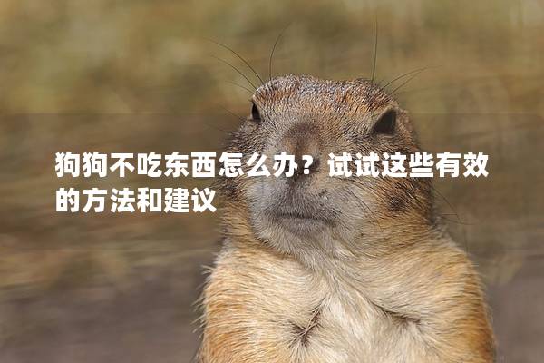 狗狗不吃東西怎么辦？試試這些有效的方法和建議