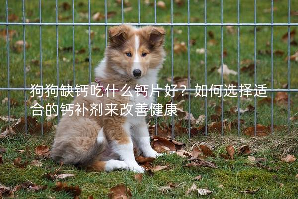 狗狗缺鈣吃什么鈣片好？如何選擇適合的鈣補(bǔ)劑來改善健康