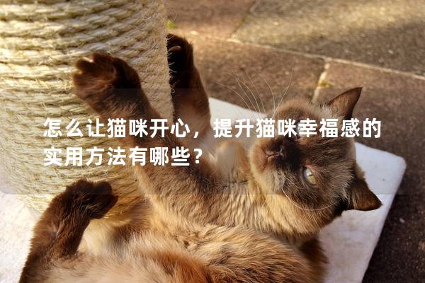 怎么讓貓咪開心，提升貓咪幸福感的實用方法有哪些？