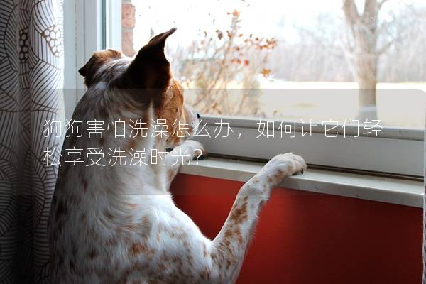 狗狗害怕洗澡怎么辦,如何讓它們輕松享受洗澡時(shí)光? 狗狗害怕洗澡怎么辦,如何讓它們輕松享受洗澡時(shí)光?