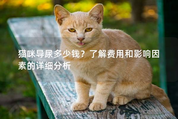 貓咪導尿多少錢？了解費用和影響因素的詳細分析