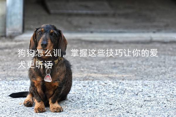 狗狗怎么訓，掌握這些技巧讓你的愛犬更聽話