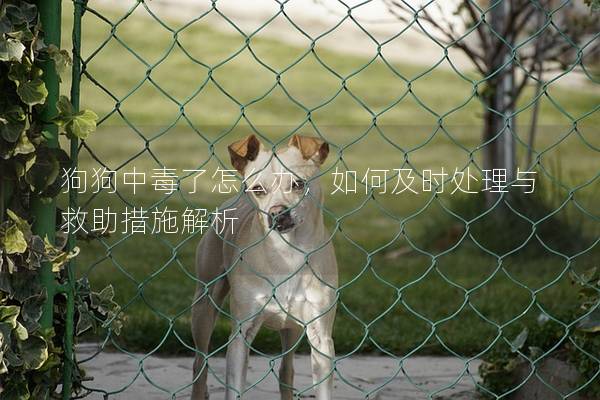 狗狗中毒了怎么辦，如何及時處理與救助措施解析