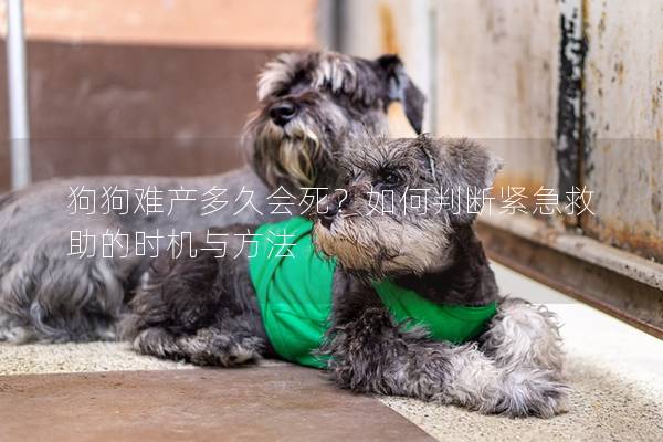 狗狗難產(chǎn)多久會死？如何判斷緊急救助的時機(jī)與方法