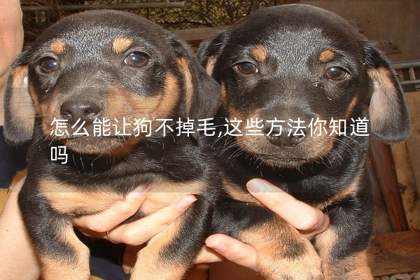 怎么能讓狗不掉毛,這些方法你知道嗎