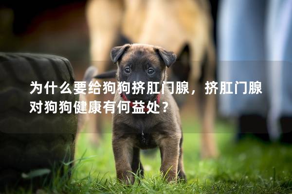 為什么要給狗狗擠肛門腺，擠肛門腺對狗狗健康有何益處？