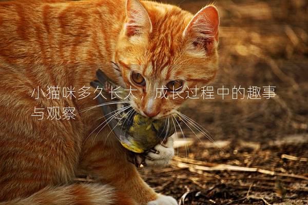 小貓咪多久長大，成長過程中的趣事與觀察
