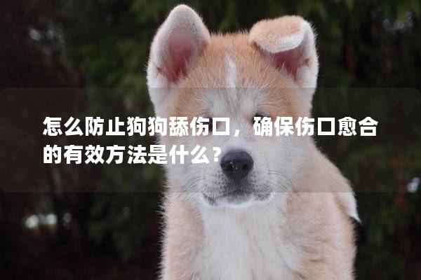 怎么防止狗狗舔傷口，確保傷口愈合的有效方法是什么？