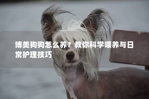 博美狗狗怎么養？教你科學喂養與日常護理技巧
