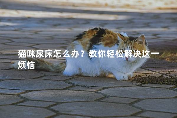 貓咪尿床怎么辦？教你輕松解決這一煩惱