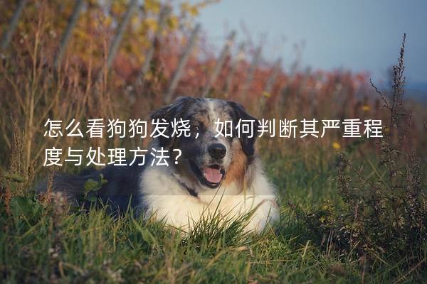 怎么看狗狗發燒，如何判斷其嚴重程度與處理方法？