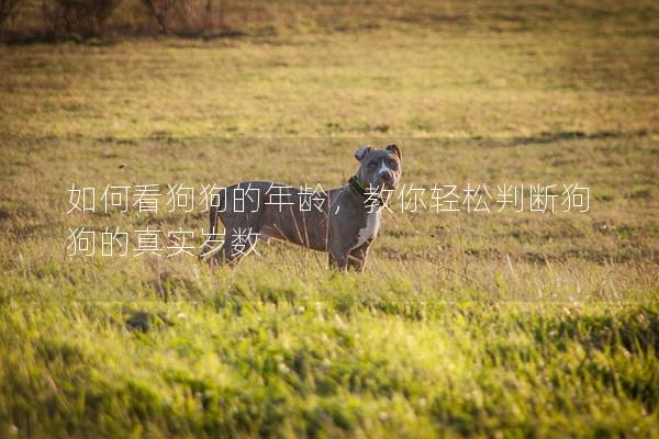 如何看狗狗的年齡，教你輕松判斷狗狗的真實歲數