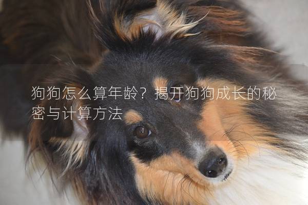 狗狗怎么算年齡？揭開(kāi)狗狗成長(zhǎng)的秘密與計(jì)算方法