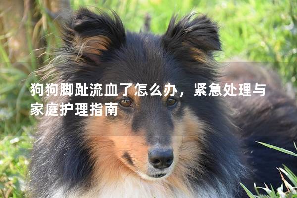 狗狗腳趾流血了怎么辦，緊急處理與家庭護理指南