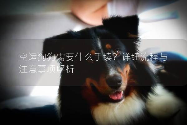空運狗狗需要什么手續？詳細流程與注意事項解析