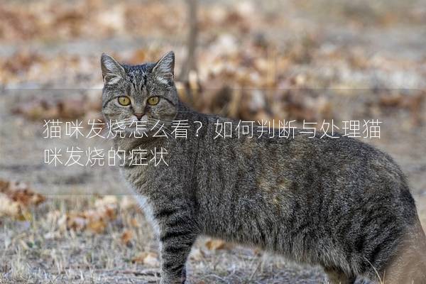 貓咪發燒怎么看？如何判斷與處理貓咪發燒的癥狀