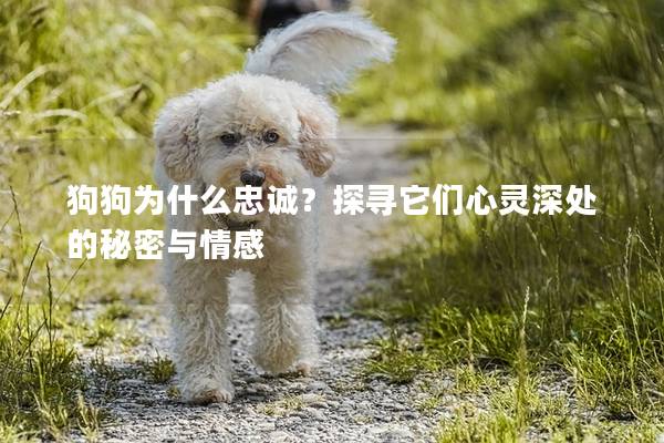 狗狗為什么忠誠？探尋它們心靈深處的秘密與情感