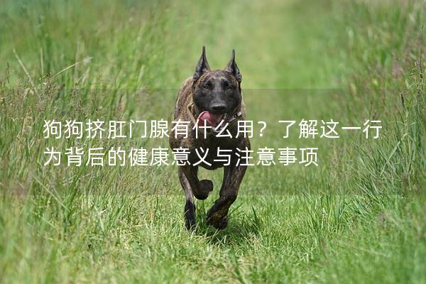 狗狗擠肛門腺有什么用？了解這一行為背后的健康意義與注意事項