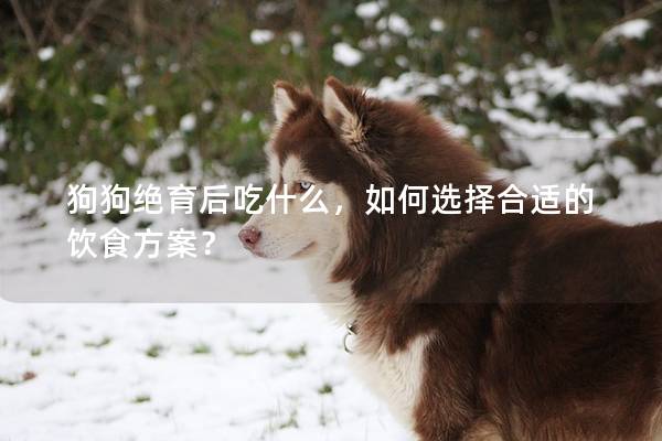 狗狗絕育后吃什么，如何選擇合適的飲食方案？