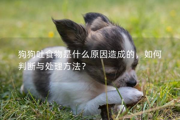 狗狗吐食物是什么原因造成的，如何判斷與處理方法？