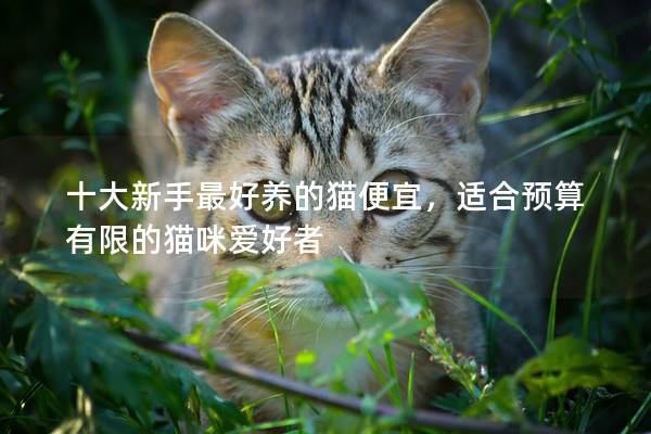十大新手最好養(yǎng)的貓便宜，適合預(yù)算有限的貓咪愛(ài)好者