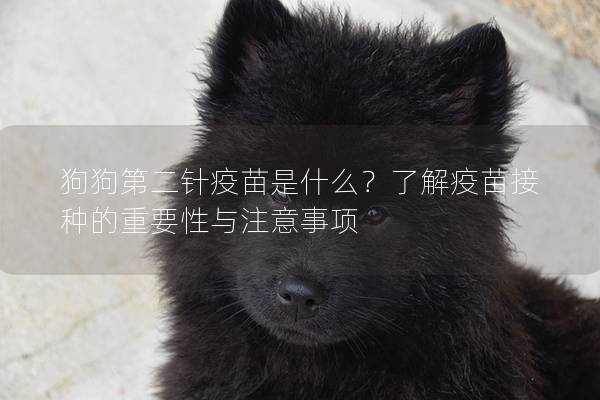 狗狗第二針疫苗是什么？了解疫苗接種的重要性與注意事項(xiàng)