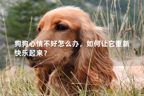 狗狗心情不好怎么辦，如何讓它重新快樂(lè)起來(lái)？