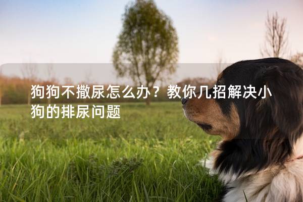 狗狗不撒尿怎么辦？教你幾招解決小狗的排尿問題