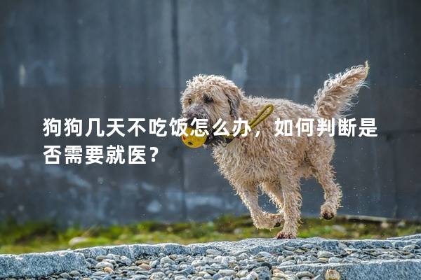 狗狗幾天不吃飯怎么辦，如何判斷是否需要就醫？