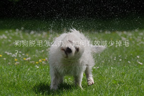 狗狗脫毛怎么辦，如何有效減少掉毛？