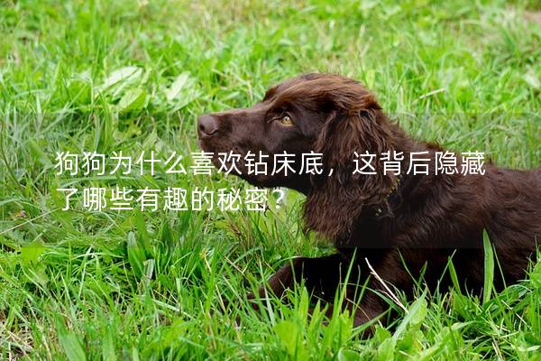 狗狗為什么喜歡鉆床底，這背后隱藏了哪些有趣的秘密？