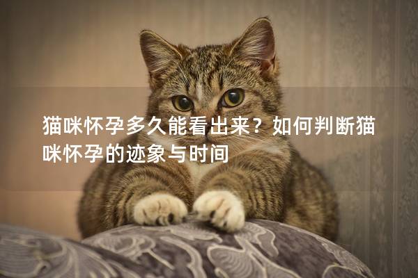 貓咪懷孕多久能看出來？如何判斷貓咪懷孕的跡象與時間