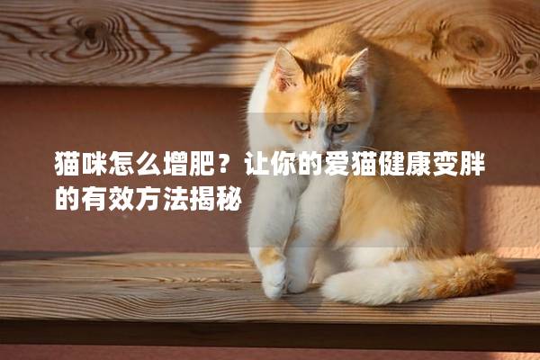 貓咪怎么增肥？讓你的愛貓健康變胖的有效方法揭秘