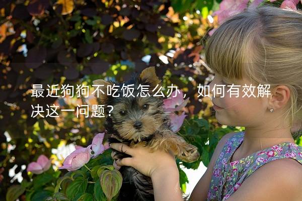最近狗狗不吃飯怎么辦,如何有效解決這一問題? 最近狗狗不吃飯怎么辦,如何有效解決這一問題?