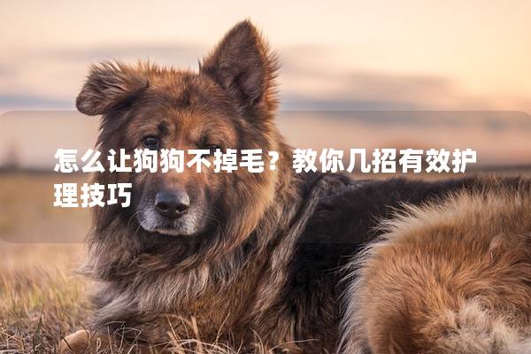 怎么讓狗狗不掉毛？教你幾招有效護理技巧