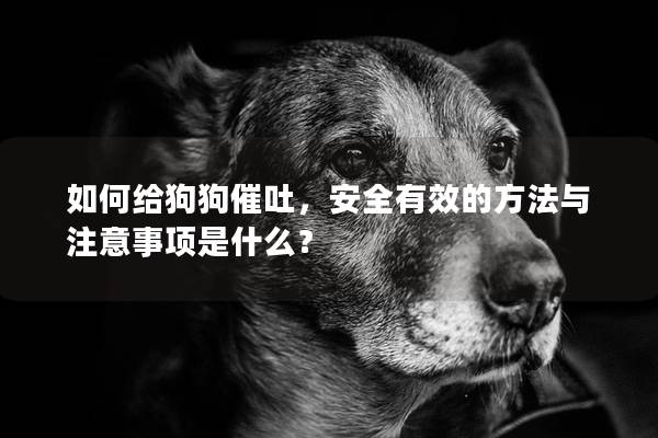 如何給狗狗催吐，安全有效的方法與注意事項是什么？