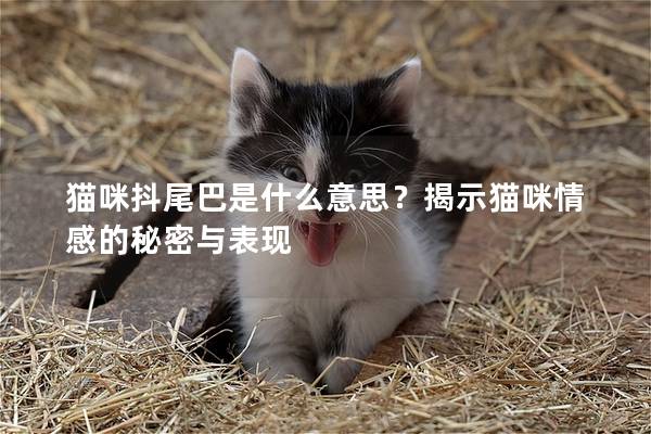 貓咪抖尾巴是什么意思？揭示貓咪情感的秘密與表現