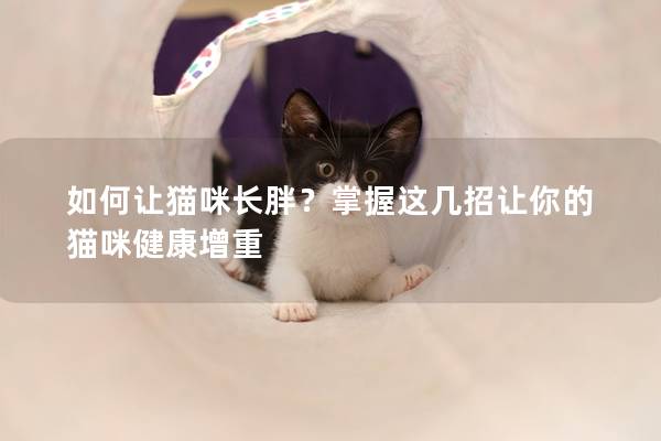 如何讓貓咪長胖？掌握這幾招讓你的貓咪健康增重