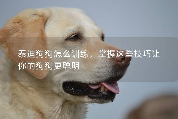 泰迪狗狗怎么訓練，掌握這些技巧讓你的狗狗更聰明