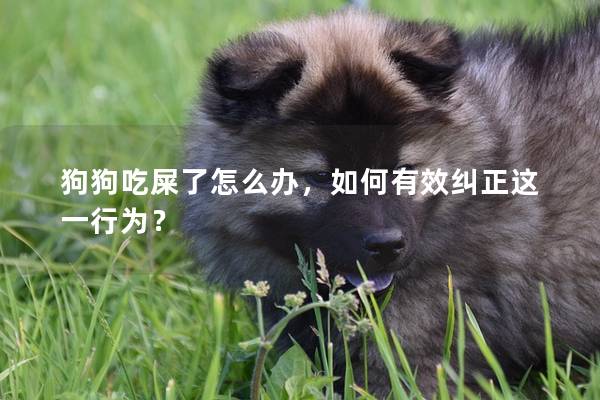 狗狗吃屎了怎么辦，如何有效糾正這一行為？